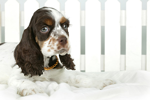 General puppy proofing checklist